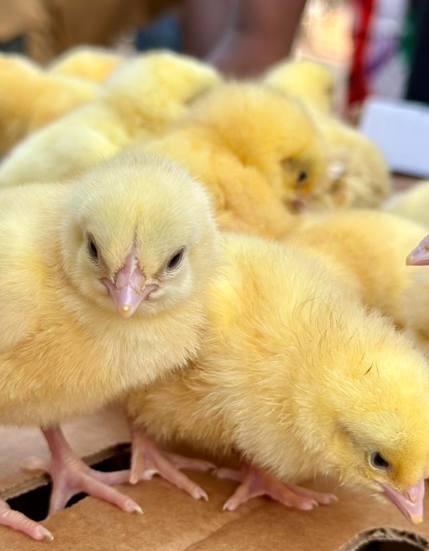 Ross 308 Broiler